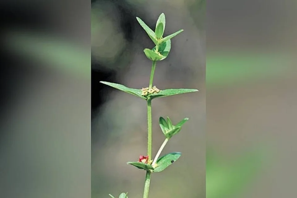 अम्मानिया तेलंगानेंसिस: तेलंगाना में खोजी गई नई पादप प्रजाति