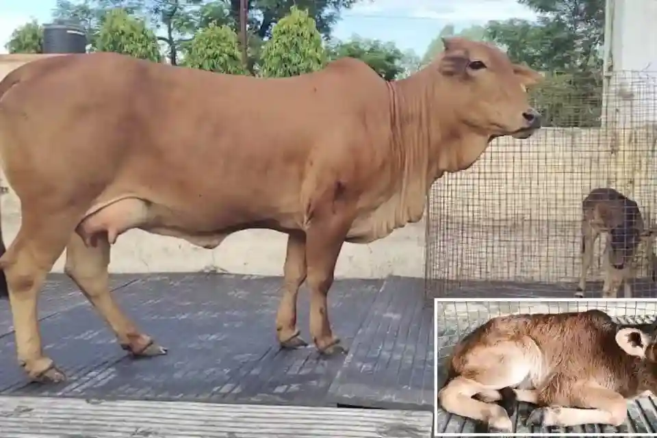 उत्तराखंड की बद्री गाय का OPU-IVF तकनीक से सफल प्रजनन