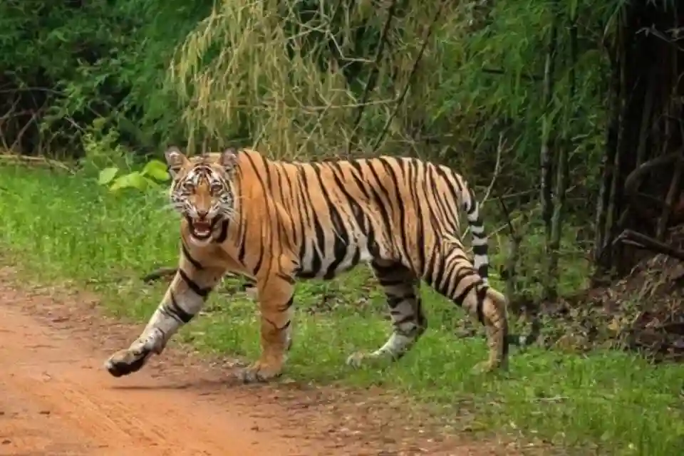 बुक्सा टाइगर रिजर्व में दहाड़ेगी बिहार की बाघिन
