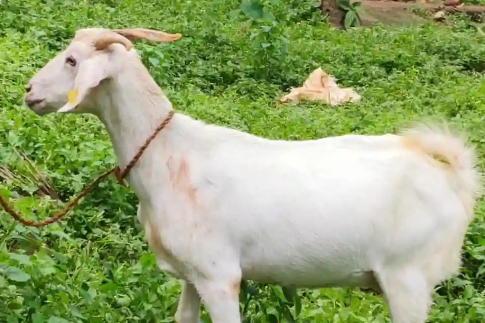 प्राचीन स्पाइस रूट और मालाबार बकरी का आनुवंशिक इतिहास