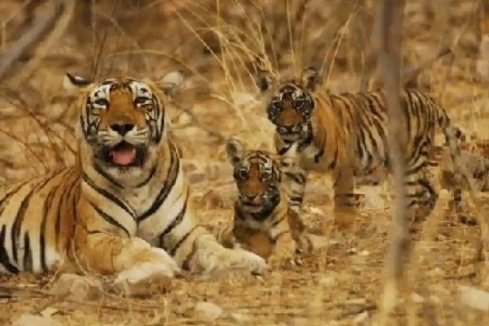 चार दशकों का इंतजार खत्म: इंद्रावती टाइगर रिजर्व में पर्यटकों की होगी वापसी