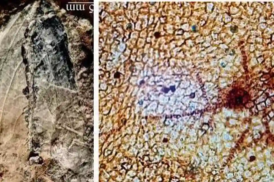 हिमालय में मिली प्राचीन कवक की नई प्रजाति विज़ेलोप्सिडाइट्स मियोसेनिकस
