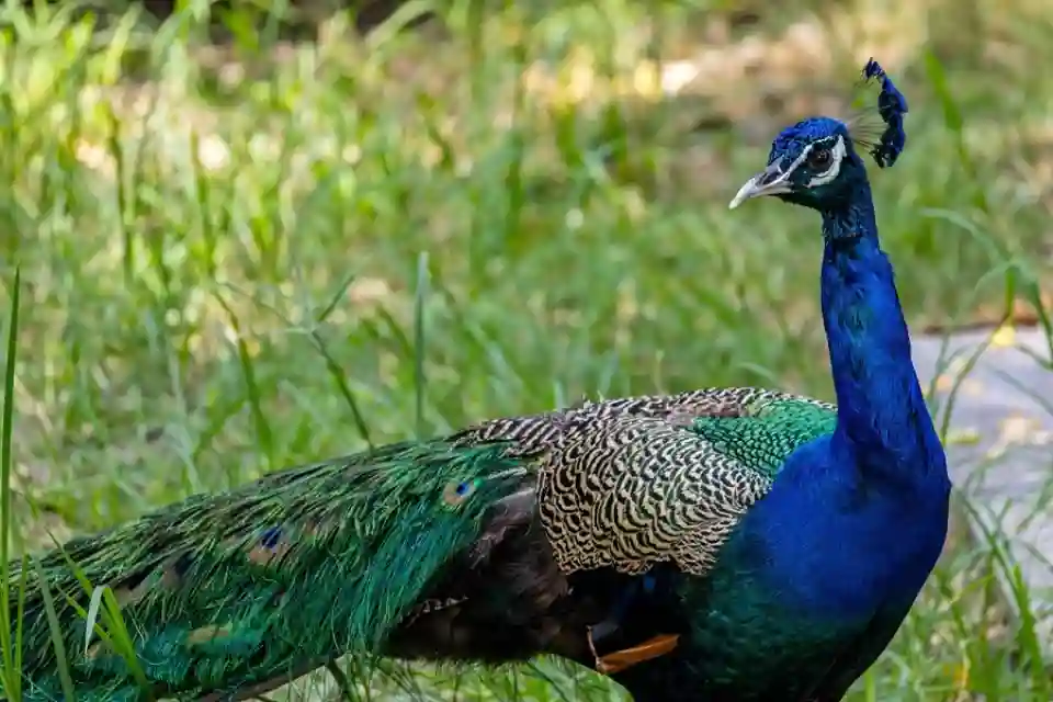 भारतीय मोर: औरंग राष्ट्रीय उद्यान में पहली बार दर्ज