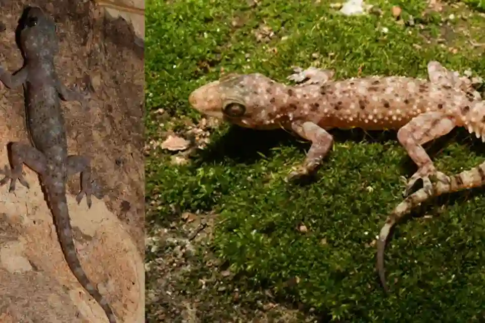 तेलंगाना में खोजी गईं दो नई छिपकली प्रजातियाँ: Hemidactylus cairnicola और H. koyaorum