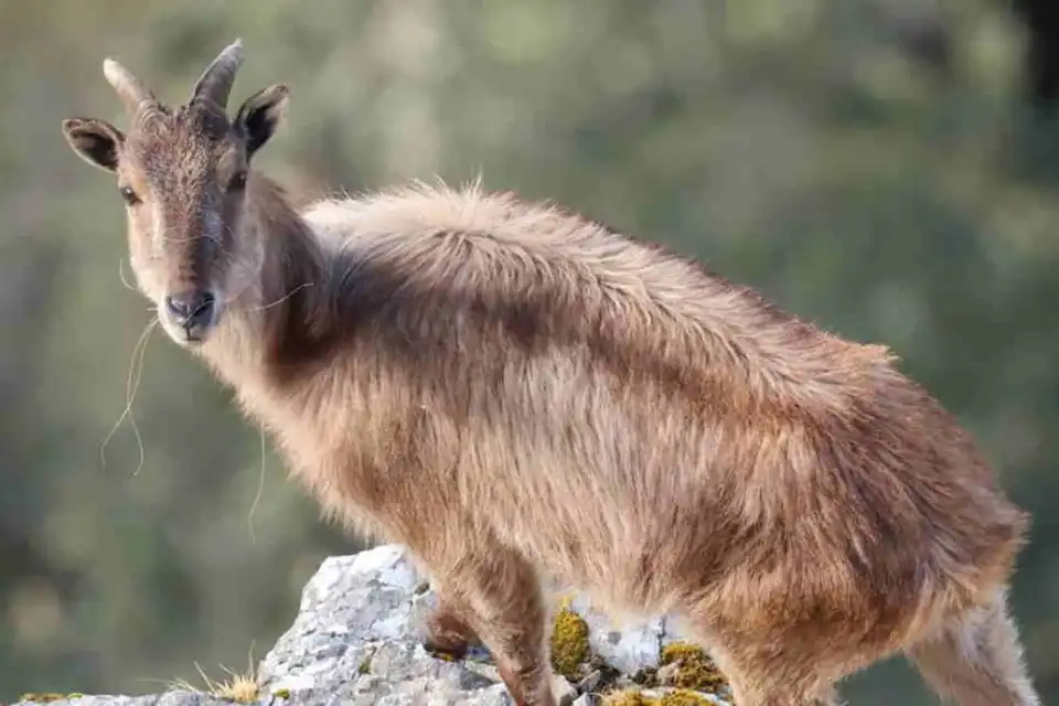 केदारनाथ वन्यजीव प्रभाग में हिमालयन तahr संरक्षण और नई चुनौतियाँ