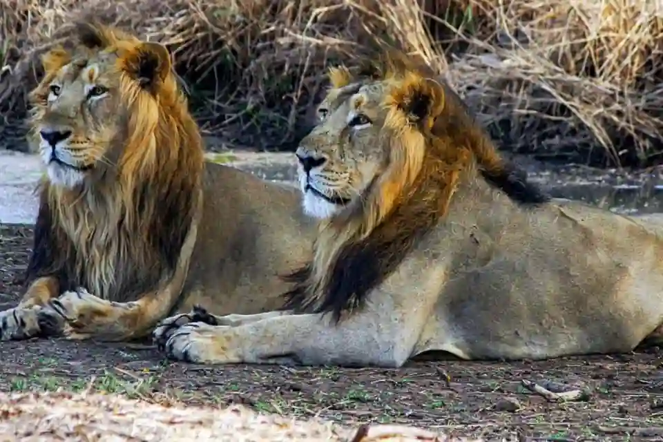 ​बर्डा अभ्यारण्य में मालधारी पुनर्वास योजना और एशियाई शेर