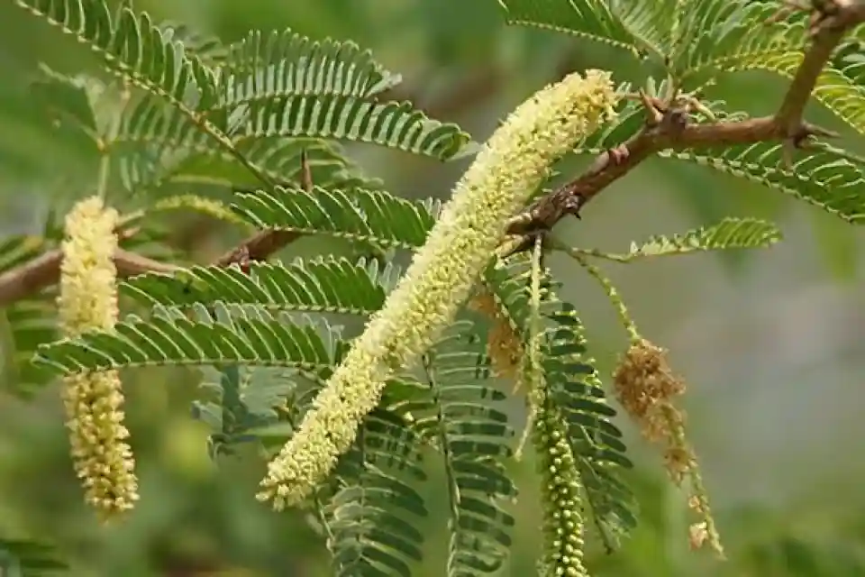 वेलूर में जल संसाधनों की रक्षा हेतु Prosopis Juliflora का उन्मूलन